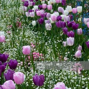 Meet your Posher, Isha